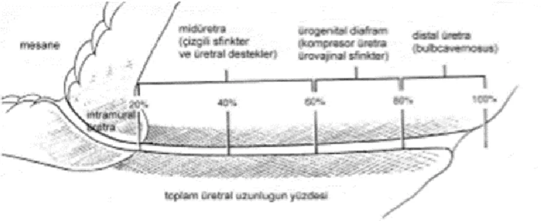 Şekil -3 Üretra (C) 