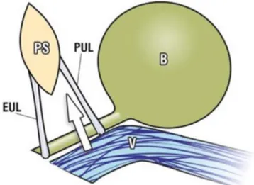 Şekil 6: Puboüretral ligamentin başlangıç ve bitiş yerleri (8)  Eksternal Üretral Ligament (EUL) 