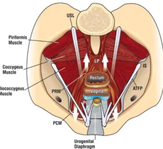 Şekil  10  'da  kasların  kuvvet  yönü  gösterilmekte.  Pubokoksigeus  kasının  (PCM)  anterior  kısmı  vagen  lateral  duvarına  yapışır  ve  vagenin  anteriora  hareketinde  kuvvet  uygular