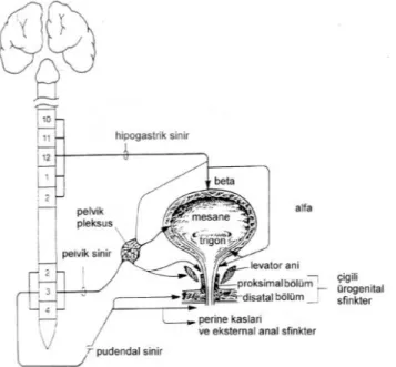 Şekil 14 : Kontinansın Nörolojik Şeması  1.5. ÜRİNER SİSTEM  