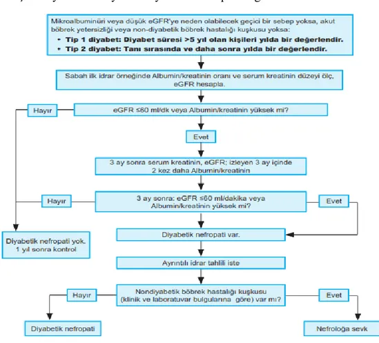Tablo 3: Erişkin diyabetik bireylerde diyabetik nefropati değerlendirmesi 