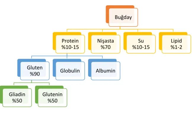 Şekil 2: Buğday bileşenleri 