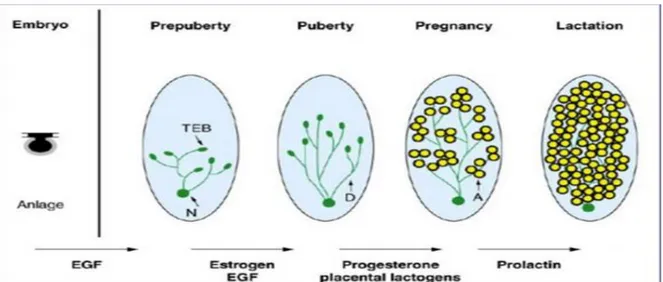 Şekil  2:  Meme  Gelişiminin  Hormonal  Kontrolü  (kaynak:Henninghausen  L,  Robinson  GW