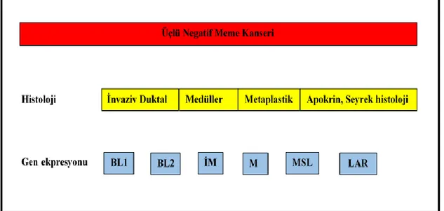 Şekil 11: Üçlü Negatif Meme Kanseri Alt Grupları 