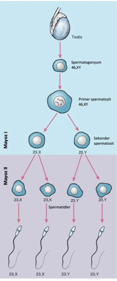 Şekil 1. İnsan spermatogenezinin aşamaları (11) 