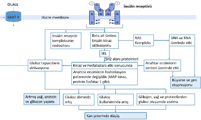 Şekil 5. İnsülin sinyal yolağı 