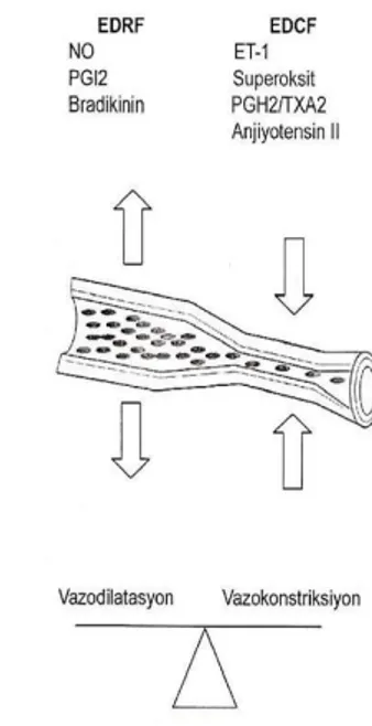 Şekil 7. Endotel tabakasının normal işlevi 