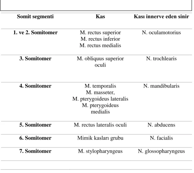 Tablo 1: Kasların köken aldığı somit segmenti ve innerve eden sinirler 