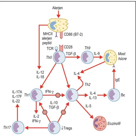 Şekil 2: Alerjik inflamasyon, T helper lenfositlerin (Th2), Th1 lenfositler üzerinde üstünlüğü  ile karakterizedir