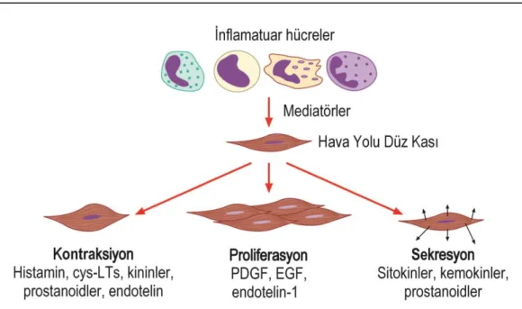 Şekil  4:  Hava  yolu  düz  kas  hücreleri.  İnflamasyon  mediyatörleri  düz  kas  hücrelerinde  sekresyon,  proliferasyon,  kontraksiyona  neden  olur