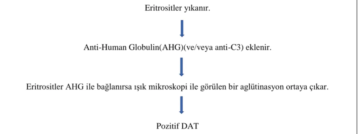Şekil 1: DAT Eritrositler yıkanır. 