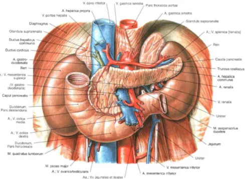 Şekil 3 Pankreasın kesitsel görünümü (Sectional Anatomy by MRI and CT, 3 rd  edition, 