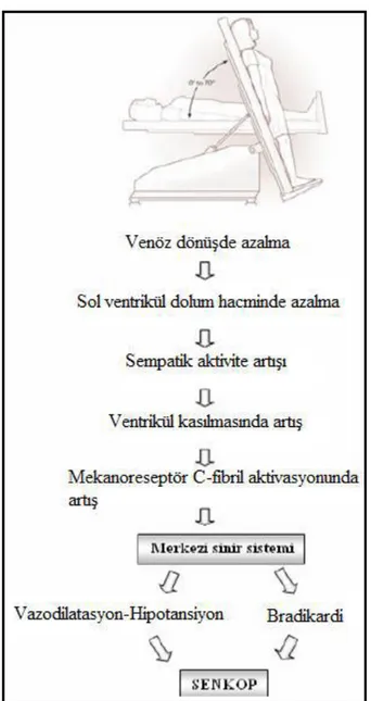 Şekil 11:  Vazovagal senkoplu hastalarda HUTT sırasında oluşan otonomik ve hemodinamik  değişiklikler 