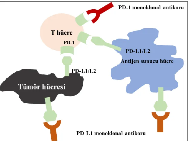 Şekil 12: PD-1 ve PD-L1/2 yolağının fizyopatolojik süreci ve inhibisyon yolakları 