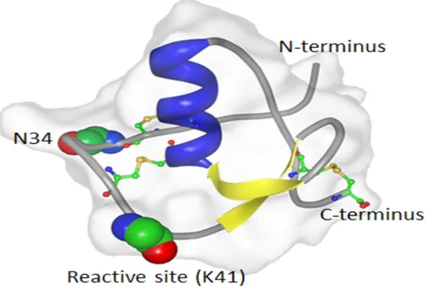 Şekil 4 : Rekombinant SPINK1 varyantının bant diyagramı (üç disülfid bağı oluşturan sisteinler, toplar  ve çubuklar olarak, Asparajin-34(N34) atomları ve reaktif bölge lisin(K41) yan zincirler olmayan toplar, 