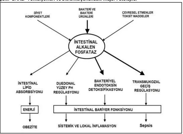 Şekil -1: İALP  Fonksiyonları ve Disfonksiyonundaki Major Patolojiler 