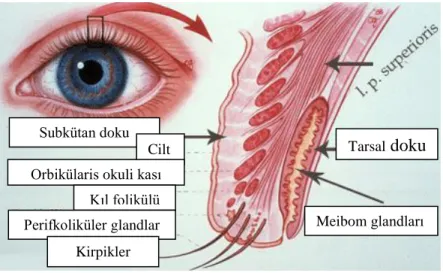 Şekil 5. Göz kapağı ve meibom gland anatomisi. 