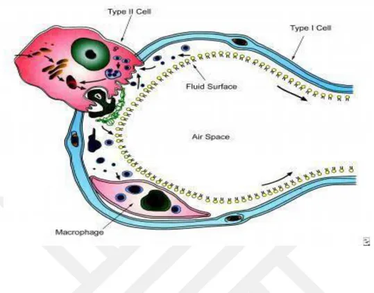 Şekil 2.4. Sürfaktan Metabolizması 