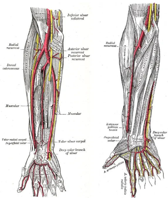 ġekil 1: Radial arter anatomisi 