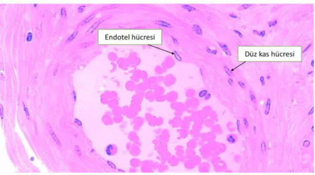ġekil 5: Endotel hücresi 