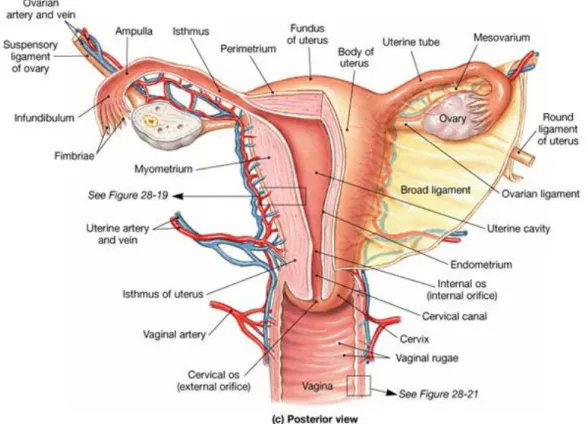 Şekil 2. 1. İç genitel organlar ve vaskülar ağı  2.1.2. KADIN DIŞ GENİTAL ORGANLARI 