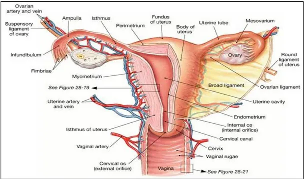 Şekil 2.3.  Serviks Anatomisi 