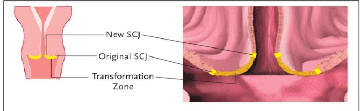 Şekil 2.6. Squamo Columnar Junction 