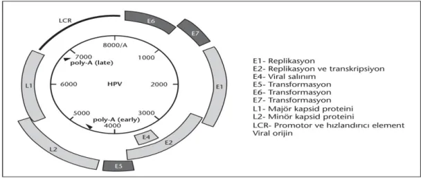 Şekil 2.14.  HPV genom organizasyonu; erken ve geç fonksiyonları 