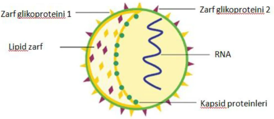Şekil 1. HCV viriyon yapısı (32) 
