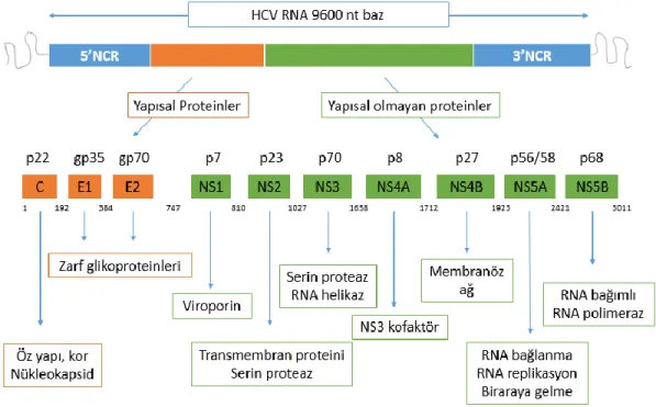 Tablo 2. HCV genomunun kodladığı proteinler ve işlevleri 