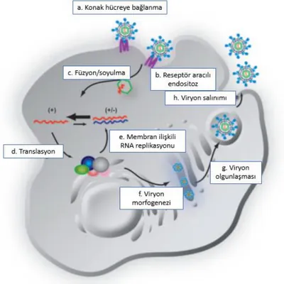 Şekil 3. HCV yaşam döngüsü şematik diyagramı (55) 