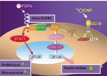 Şekil 2-7 FGF sinyali ve CNP/GC-B sistemi arası hücre içi etkileşiminin şematik gösterimi (9)  Üçüncü  natriüretik  peptid  reseptörü,  temizleme  reseptörü  olarak  adlandırılan  C-reseptörü  (clearance  receptor)’dür