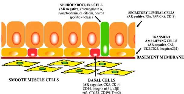 Şekil 2. Prostat hücre tipleri 