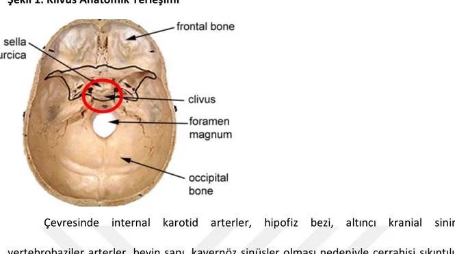 Şekil 1: Klivus Anatomik Yerleşimi 