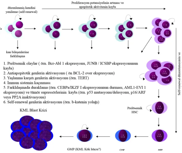 Şekil 2. Lösemik proliferasyon. (www.bloddjournal.hematologylibrary.org) 