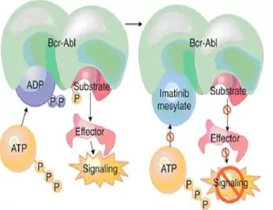 Şekil 4: İmatinib aracılı Bcr/Abl inhibisyon mekanizması 