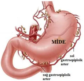 Şekil 4: Gastroepiploik arter (24) . 