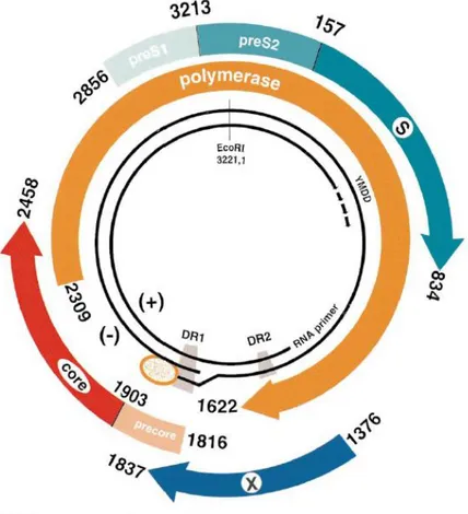 Şekil 2. HBV Genomunun Yapısı (30)