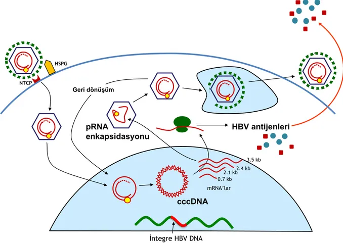 Şekil 3. HBV yaşam döngüsü.  (Ulus Salih Akarca ders slide’larından alınmıştır). 