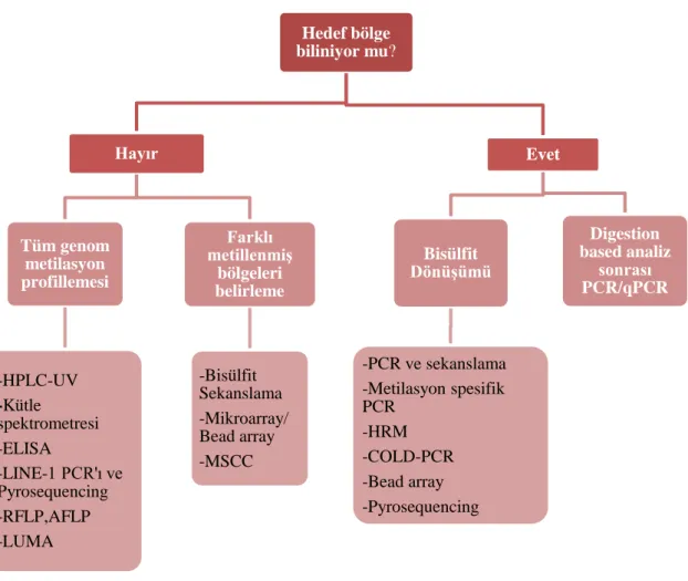 Şekil  7.  DNA  metilasyon  yöntemleri  (43)  HPLC-UV:  High  Performance  Liquid  Chromatography-Ultraviolet  ELISA:  Enzyme-Linked  Immunosorbent  Assay  LINE:  Long  Interspersed  Nuclear  Elements  RFLP:  Restriction  Fragment  Length  Polymorphism  AF