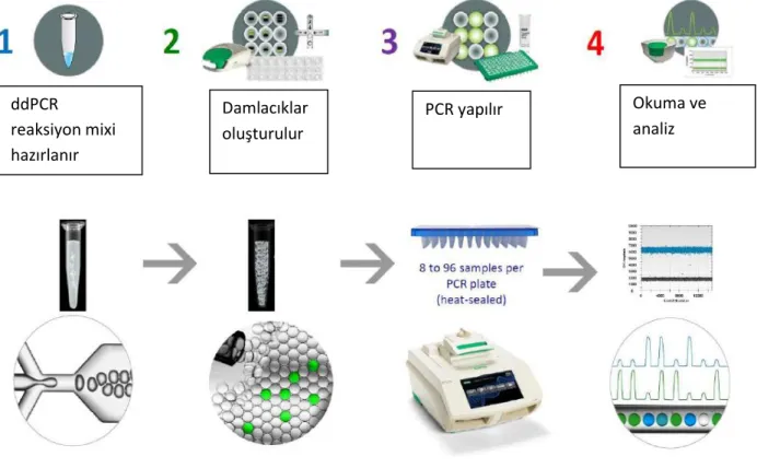 Şekil 12. ddPCR iş akış şeması (49) ddPCR reaksiyon mixi hazırlanır  Damlacıklar oluşturulur  PCR yapılır  Okuma ve analiz 