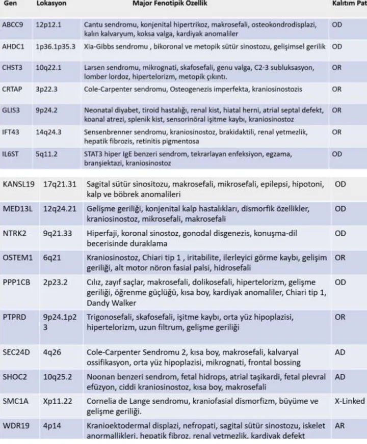 Tablo 2: Kraniosinostozis İle İlişkili Genler (tekli hastalarda)(26) 