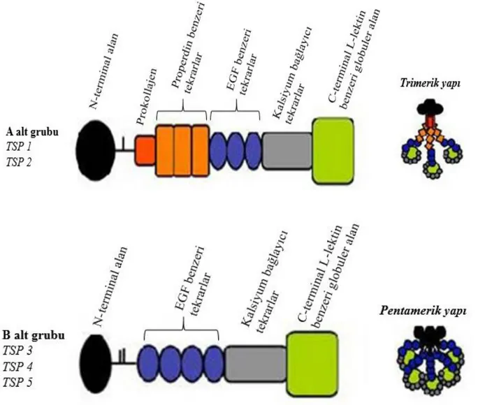 Şekil 4. Trombospondinlerin temel yapısı [142] 