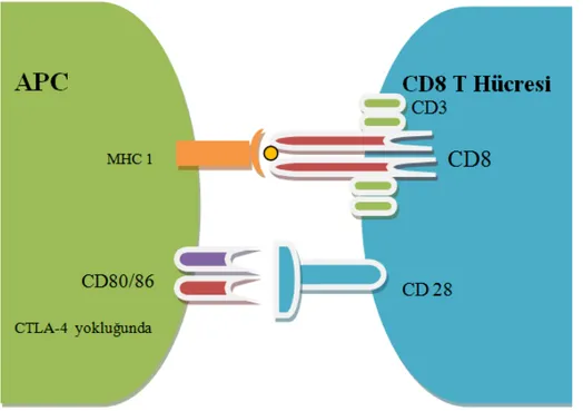 Şekil 3. CD8 T hücresi ile APC nin etkileşimi ile IL-12, IFN gamma, granzim üretilerek tümör  hücresi öldürülür, aktif T lenfositin stoplazmasında hızlı bir şekilde CTLA-4 üretimi olur
