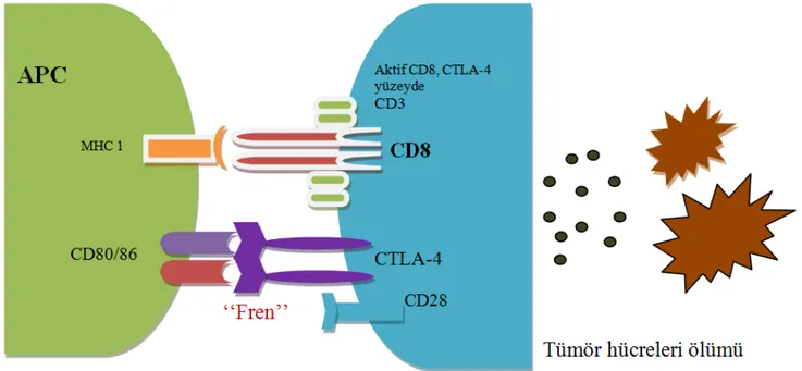 Şekil  4.  T  lenfosit  üzerinde  CTLA-4,  CD80/86  ya  bağlanır.  Hedef  ortadan  kalktıkça  kositümülatör sinyal durur, IL-12 gibi pro-efektör sitokinlerin salınımını, perforin ve granzim  gibi  sitotoksik  enzimlerin  salınımını  azaltır