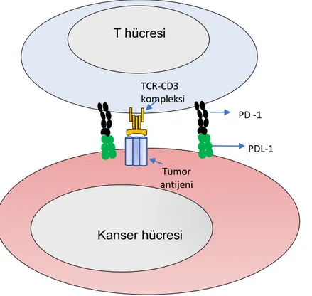 Şekil 5. T hücresinde bulunan PD-1 ile tümör hücresinde eksprese olan PD L-1 etkileşimi