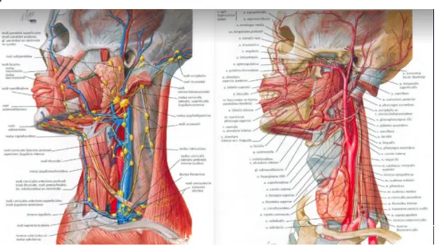 Şekil 5: Larenks vasküler anatomisi 