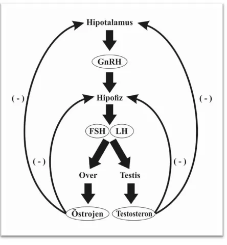 Şekil 1. Hipotalamus-Hipofiz-Gonad Aksı 