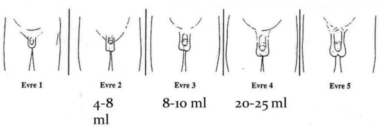 Şekil 6. Tanner evrelemesi – Testis Gelişimi 