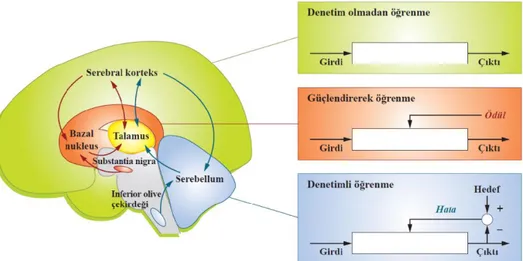 Şekil 7. Serebral korteks, bazal nukleuslar ve serebellumun öğrenme yöntemleri 